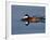 Male Ruddy Duck (Oxyura Jamaicensis) Swimming, Sweetwater Wetlands, Tucson, Arizona, USA-James Hager-Framed Photographic Print