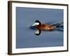 Male Ruddy Duck (Oxyura Jamaicensis) Swimming, Sweetwater Wetlands, Tucson, Arizona, USA-James Hager-Framed Photographic Print