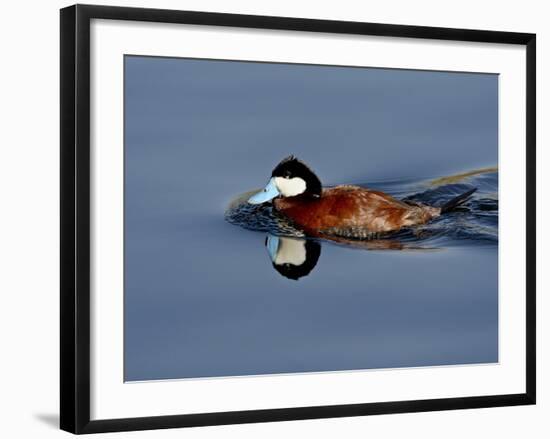 Male Ruddy Duck (Oxyura Jamaicensis) Swimming, Sweetwater Wetlands, Tucson, Arizona, USA-James Hager-Framed Photographic Print