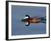 Male Ruddy Duck (Oxyura Jamaicensis) Swimming, Sweetwater Wetlands, Tucson, Arizona, USA-James Hager-Framed Photographic Print