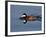 Male Ruddy Duck (Oxyura Jamaicensis) Swimming, Sweetwater Wetlands, Tucson, Arizona, USA-James Hager-Framed Photographic Print