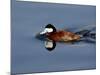 Male Ruddy Duck (Oxyura Jamaicensis) Swimming, Sweetwater Wetlands, Tucson, Arizona, USA-James Hager-Mounted Photographic Print