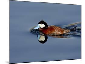 Male Ruddy Duck (Oxyura Jamaicensis) Swimming, Sweetwater Wetlands, Tucson, Arizona, USA-James Hager-Mounted Photographic Print