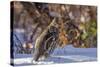 Male Ruffed Grouse (Bonasa Umbellus) in Winter in Glacier NP, Montana-Chuck Haney-Stretched Canvas