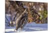 Male Ruffed Grouse (Bonasa Umbellus) in Winter in Glacier NP, Montana-Chuck Haney-Mounted Premium Photographic Print