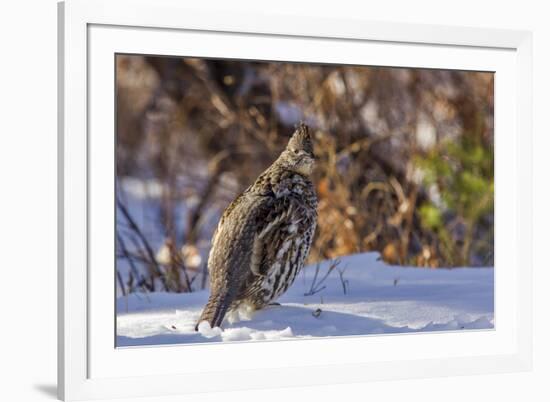 Male Ruffed Grouse (Bonasa Umbellus) in Winter in Glacier NP, Montana-Chuck Haney-Framed Photographic Print