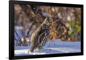 Male Ruffed Grouse (Bonasa Umbellus) in Winter in Glacier NP, Montana-Chuck Haney-Framed Photographic Print