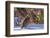 Male Ruffed Grouse (Bonasa Umbellus) in Winter in Glacier NP, Montana-Chuck Haney-Framed Photographic Print