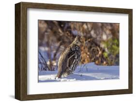 Male Ruffed Grouse (Bonasa Umbellus) in Winter in Glacier NP, Montana-Chuck Haney-Framed Photographic Print