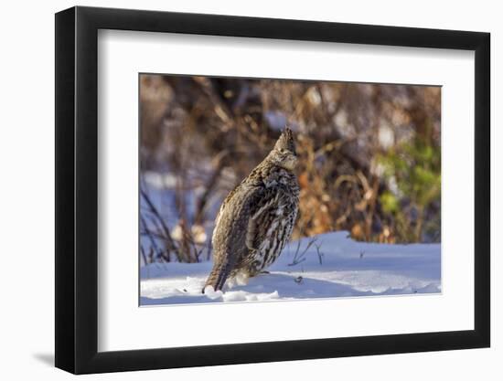 Male Ruffed Grouse (Bonasa Umbellus) in Winter in Glacier NP, Montana-Chuck Haney-Framed Photographic Print