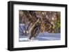 Male Ruffed Grouse (Bonasa Umbellus) in Winter in Glacier NP, Montana-Chuck Haney-Framed Photographic Print