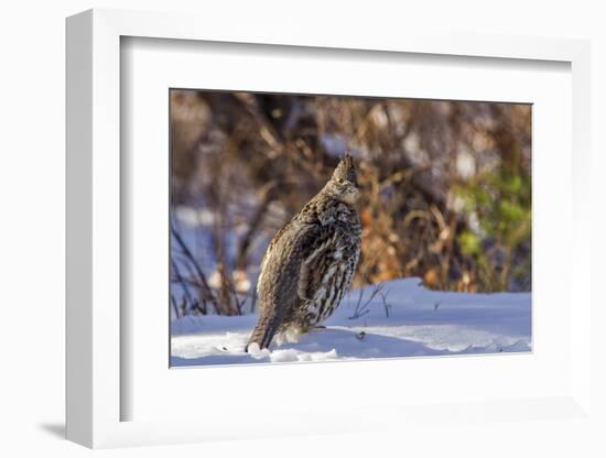 Male Ruffed Grouse (Bonasa Umbellus) in Winter in Glacier NP, Montana-Chuck Haney-Framed Photographic Print