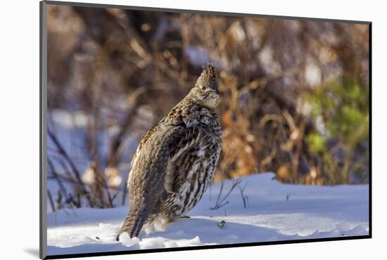 Male Ruffed Grouse (Bonasa Umbellus) in Winter in Glacier NP, Montana-Chuck Haney-Mounted Photographic Print