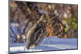 Male Ruffed Grouse (Bonasa Umbellus) in Winter in Glacier NP, Montana-Chuck Haney-Mounted Photographic Print