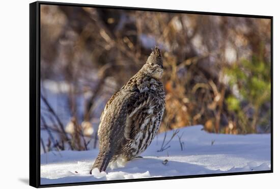 Male Ruffed Grouse (Bonasa Umbellus) in Winter in Glacier NP, Montana-Chuck Haney-Framed Stretched Canvas