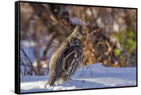 Male Ruffed Grouse (Bonasa Umbellus) in Winter in Glacier NP, Montana-Chuck Haney-Framed Stretched Canvas