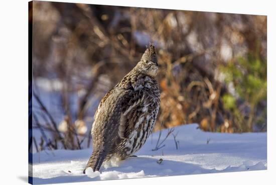 Male Ruffed Grouse (Bonasa Umbellus) in Winter in Glacier NP, Montana-Chuck Haney-Stretched Canvas