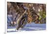 Male Ruffed Grouse (Bonasa Umbellus) in Winter in Glacier NP, Montana-Chuck Haney-Framed Photographic Print