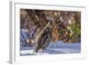 Male Ruffed Grouse (Bonasa Umbellus) in Winter in Glacier NP, Montana-Chuck Haney-Framed Photographic Print