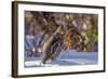 Male Ruffed Grouse (Bonasa Umbellus) in Winter in Glacier NP, Montana-Chuck Haney-Framed Photographic Print
