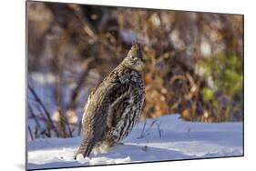 Male Ruffed Grouse (Bonasa Umbellus) in Winter in Glacier NP, Montana-Chuck Haney-Mounted Photographic Print