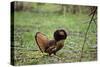 Male Ruffed Grouse Displaying with Ruff Up-null-Stretched Canvas