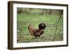 Male Ruffed Grouse Displaying with Ruff Up-null-Framed Photographic Print