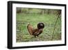 Male Ruffed Grouse Displaying with Ruff Up-null-Framed Photographic Print