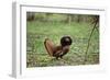 Male Ruffed Grouse Displaying with Ruff Up-null-Framed Photographic Print