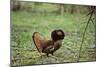 Male Ruffed Grouse Displaying with Ruff Up-null-Mounted Photographic Print