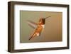 Male Rufous hummingbird-Ken Archer-Framed Photographic Print