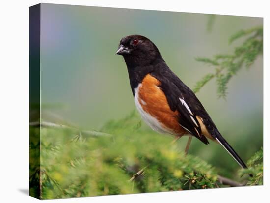 Male Rufous-Sided Towhee-Adam Jones-Stretched Canvas