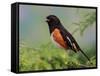 Male Rufous-Sided Towhee-Adam Jones-Framed Stretched Canvas