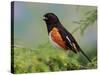 Male Rufous-Sided Towhee-Adam Jones-Stretched Canvas