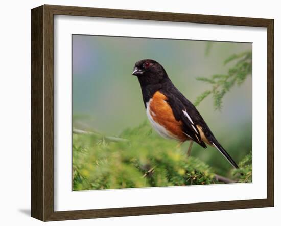 Male Rufous-Sided Towhee-Adam Jones-Framed Photographic Print