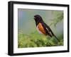 Male Rufous-Sided Towhee-Adam Jones-Framed Photographic Print