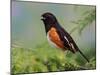 Male Rufous-Sided Towhee-Adam Jones-Mounted Photographic Print