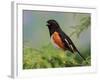 Male Rufous-Sided Towhee-Adam Jones-Framed Photographic Print