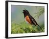 Male Rufous-Sided Towhee-Adam Jones-Framed Photographic Print