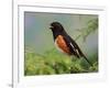 Male Rufous-Sided Towhee-Adam Jones-Framed Photographic Print