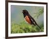 Male Rufous-Sided Towhee-Adam Jones-Framed Photographic Print