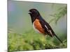 Male Rufous-Sided Towhee-Adam Jones-Mounted Photographic Print