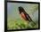 Male Rufous-Sided Towhee-Adam Jones-Framed Photographic Print