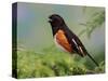 Male Rufous-Sided Towhee-Adam Jones-Stretched Canvas