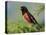 Male Rufous-Sided Towhee-Adam Jones-Stretched Canvas