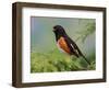 Male Rufous-Sided Towhee-Adam Jones-Framed Photographic Print