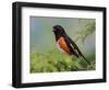 Male Rufous-Sided Towhee-Adam Jones-Framed Photographic Print