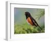 Male Rufous-Sided Towhee-Adam Jones-Framed Photographic Print