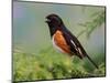 Male Rufous-Sided Towhee-Adam Jones-Mounted Photographic Print