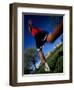 Male Runner Out for a Fitness Run, New York, New York, USA-Chris Trotman-Framed Photographic Print